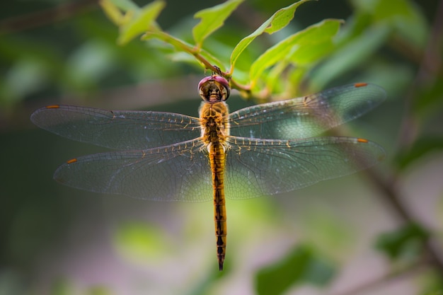 Dragonfly