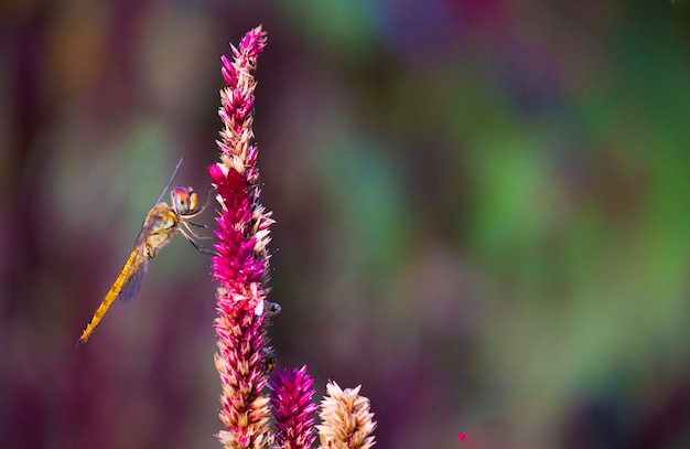 Dragonfly