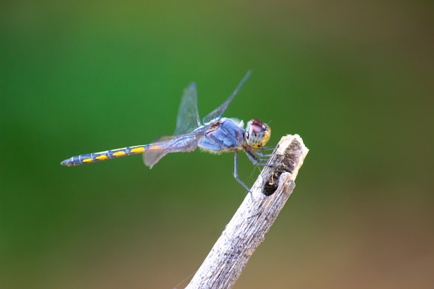 Libellula