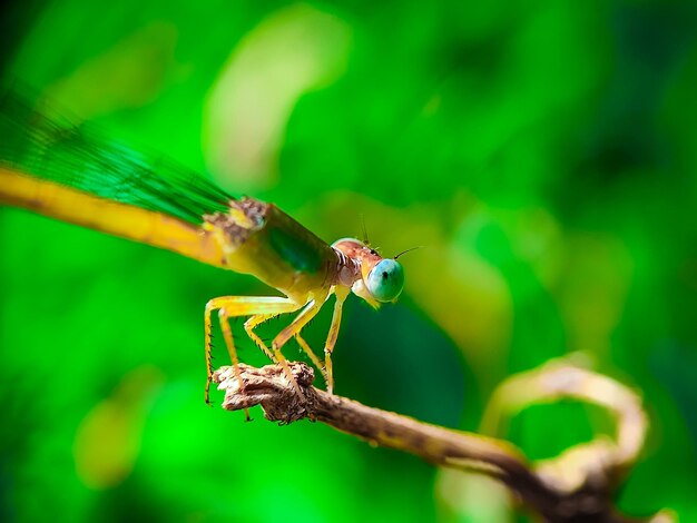 Photo dragonfly