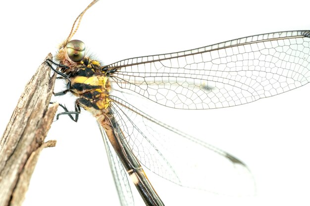 Dragonflydragonfly на мертвой ветке дерева в высоком разрешении на белом фоне макроса
