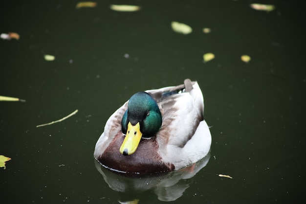 Drake ducks quills on the lake