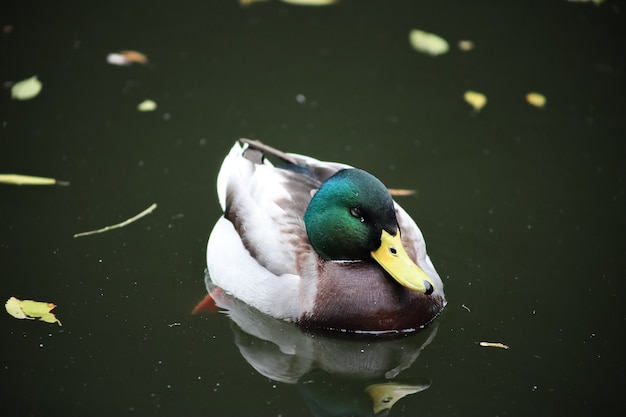 Drake ducks quills on the lake