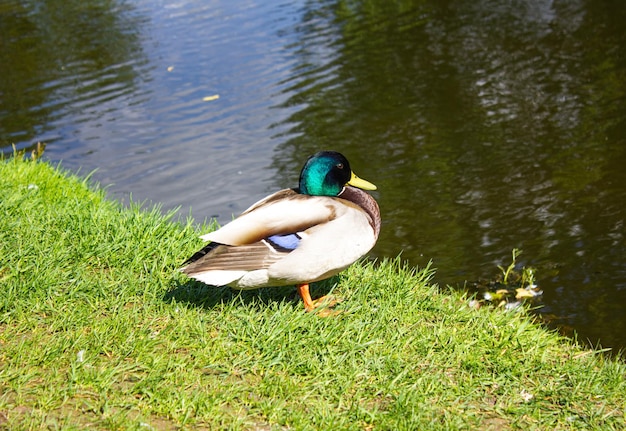 Drake near the reservoir in summer