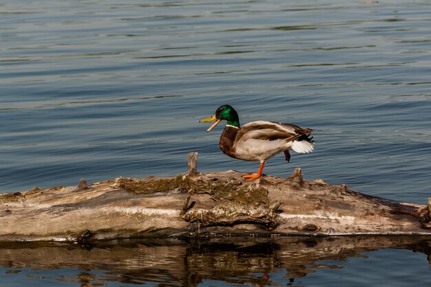 Drake sit on a log