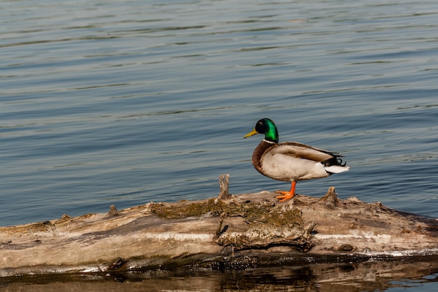 Drake sit on a log