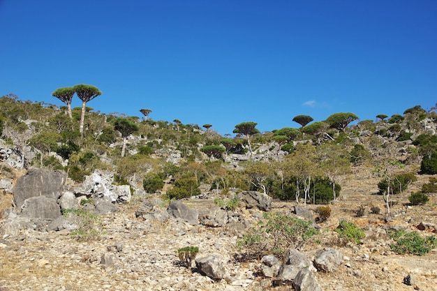 Drakenboom Bloedboom op Homhil plateau Socotra eiland Indische Oceaan Jemen