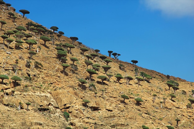 Drakenboom Bloedboom op Homhil plateau Socotra eiland Indische Oceaan Jemen