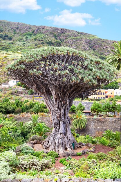 Drakenboom Dracfena draco Tenerife