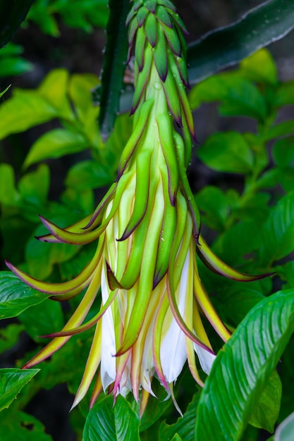 Drakenfruit Hylocereus Undatus bloeit Deze cactusachtige bloem bloeit 's nachts en buigt overdag door