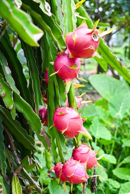 Drakenfruit op de drakenfruitboom wachtend op de oogst in de landbouwboerderij op de aziatische pitahaya-aanplanting drakenfruit in thailand in de zomer