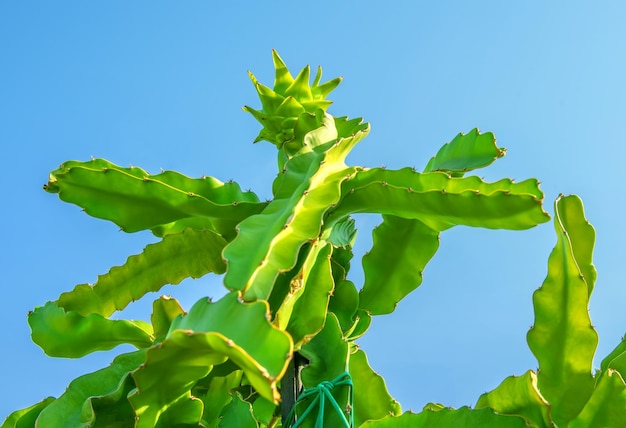 Drakenfruitcactusboom met onrijp fruit bovenop tegen helderblauwe lucht