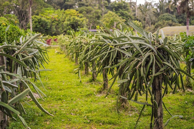 Drakenfruitplantage in een tropische tuin