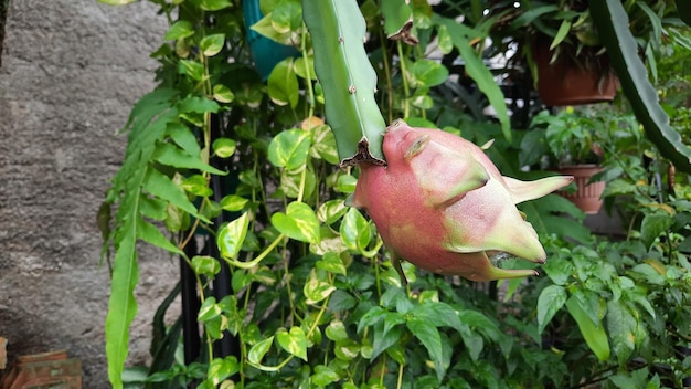 Drakenfruitplanten die rood beginnen te worden op de stengels