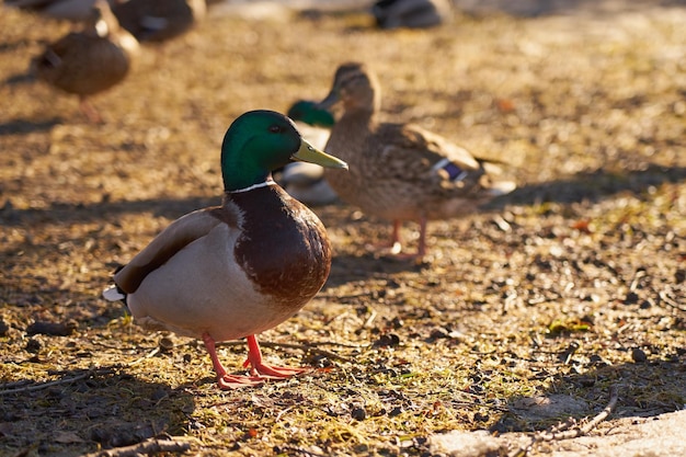 Drakes bask in the sun in the spring