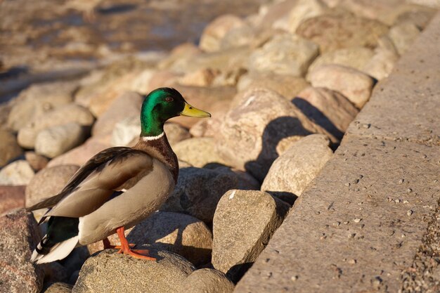 Drakes bask in the sun in the spring