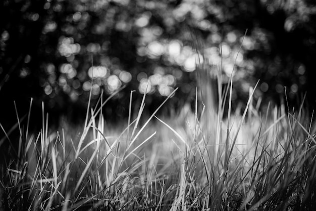 Photo dramatic black and white monochrome grass meadow with blurred peaceful forest foliage. autumn winter