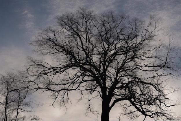 A dramatic black and white tree landscape