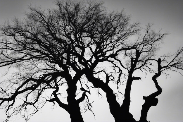 A dramatic black and white tree landscape