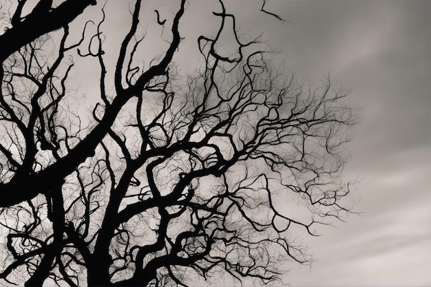 A dramatic black and white tree landscape