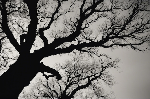 A dramatic black and white tree landscape