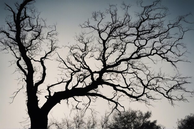 Photo a dramatic black and white tree landscape