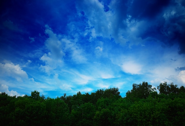 Драматические облака на фоне летнего леса