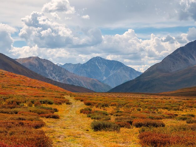 Drammatico paesaggio di montagna colorato con percorso attraverso il pendio in una luce solare dorata in autunno altopiano di montagna con una betulla nana del pendio soleggiato sotto il cielo nuvoloso blu