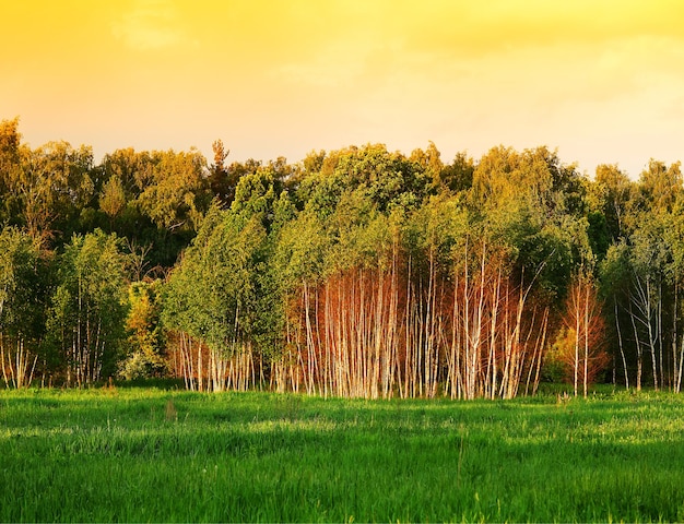 Dramatic forest with orange sky background hd