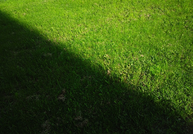 Dramatic light ray illuminating summer lawn