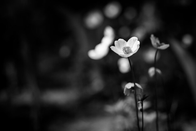 Dramatic lighting with daisy flower closeup and blurred\
background. black and white nature