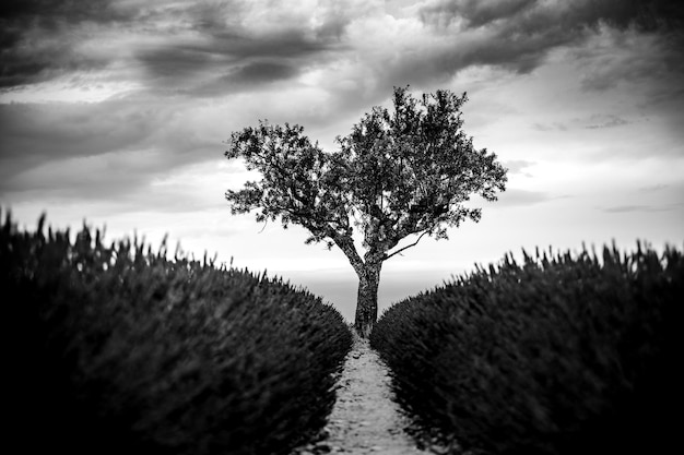 Dramatic lonely tree under dark cloud between lavender flower lines. Tree of hope conceptual surreal