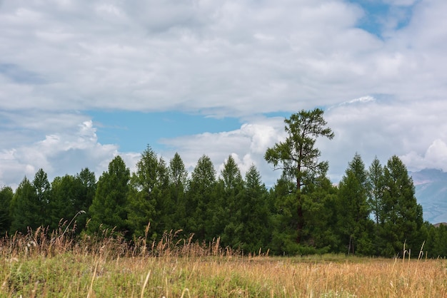 Dramatic minimalist landscape with coniferous forest in mountains under cloudy sky Atmospheric mountain scenery with forest line in overcast Scenic minimal view to green forest in cloudy weather