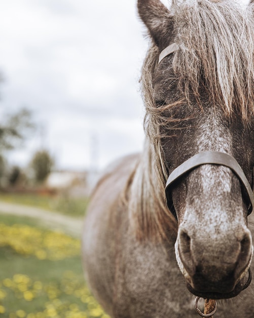 Dramatic photo of the horse with closed eyes closeup