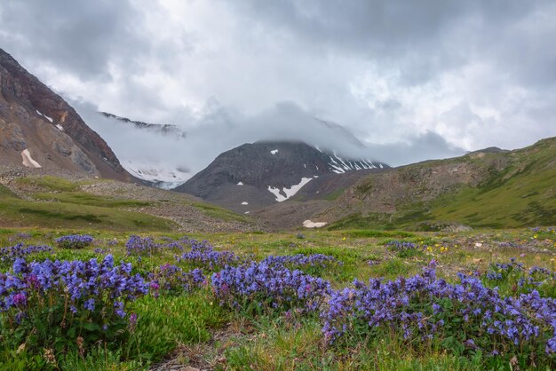 写真 太陽の光に照らされた花の草原と 濃い低い雲の中の雪の山と 大気的な風景 紫色の花と 緑の谷の中の太陽の光と 濃い雲の中の雪の山脈