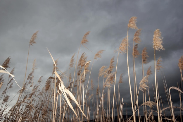 Dramatic sky and reeds