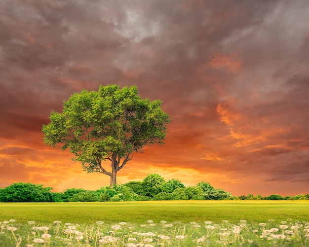 драматический закат небо зеленое поле и деревья природа пейзаж