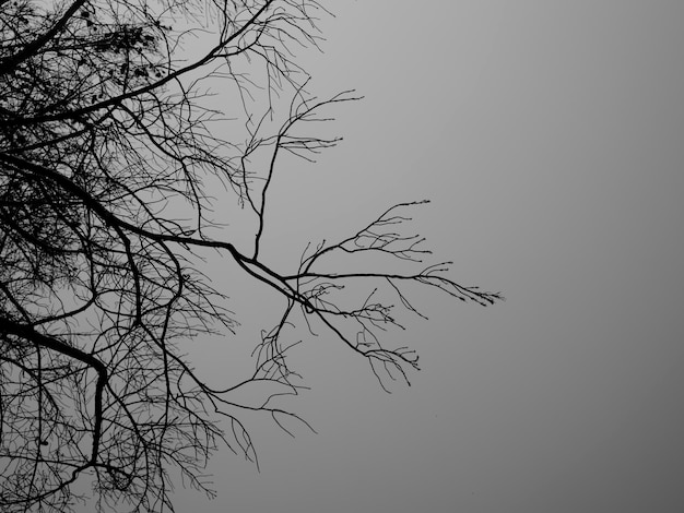 Dramatic tree branches and sky