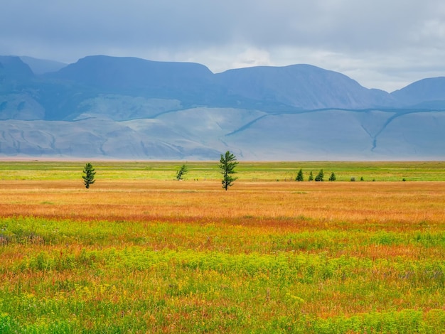 Dramatic view to cedar trees in sunlit steppe against green large mountains in low clouds after rain Bright landscape with high mountain range in rain and steppe in sunlight in changeable weather