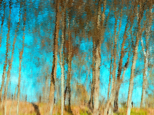 Riflessi d'acqua drammatici sullo sfondo degli alberi
