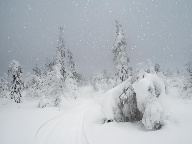 Dramatic winter minimalistic northern background with trail through trees plastered with snow against a snowy sky Arctic harsh nature Mystical fairy tale of the winter forest