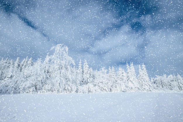 Dramatic wintry scene. Carpathian, Ukraine, Europe. Bokeh light