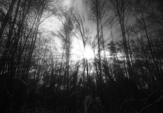 Dramatisch lichtlek in parklandschapsachtergrond hd