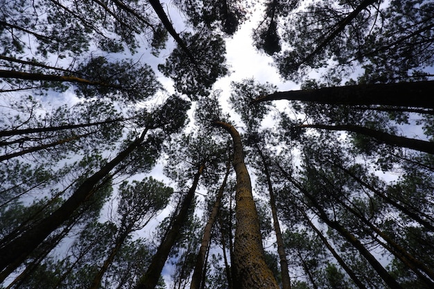 dramatische lage hoek van dichte pijnbomen