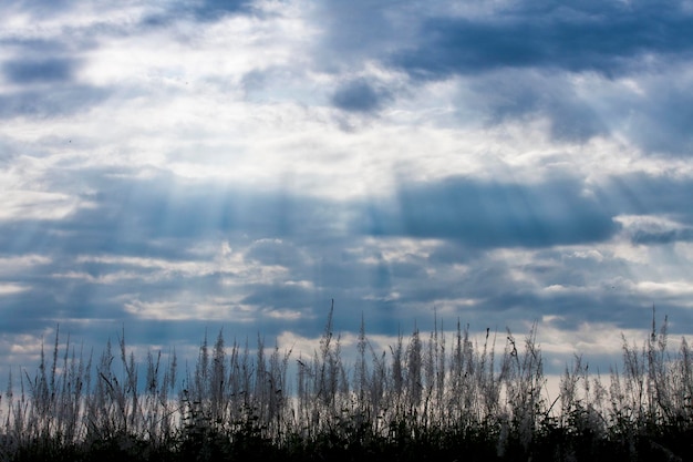 Foto dramatische lichtstralen die door donkere wolken op het veld schijnen