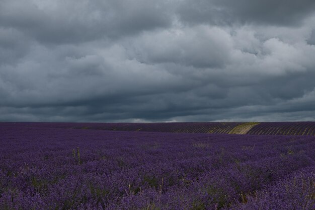 Dramatische lucht boven een lavendelveld