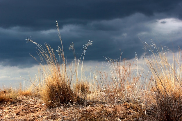 Dramatische lucht en gele wilde grassen