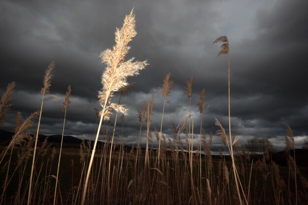 Dramatische lucht en riet