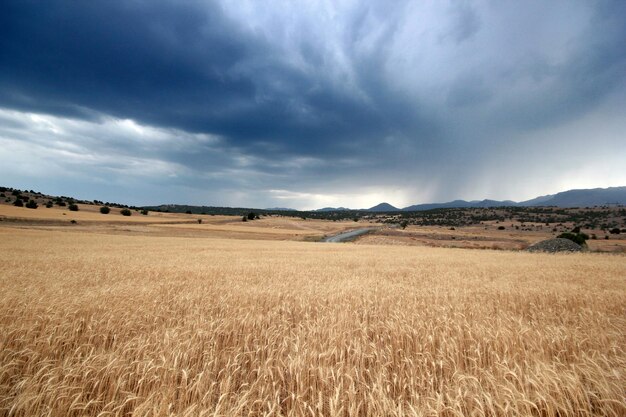 Dramatische lucht en tarwe