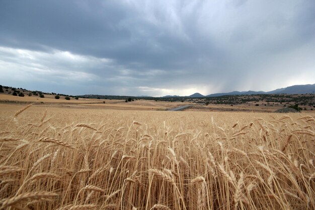 Dramatische lucht en tarwe